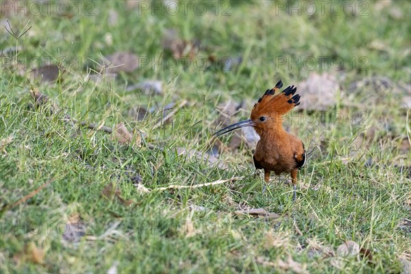 African Hoopoe