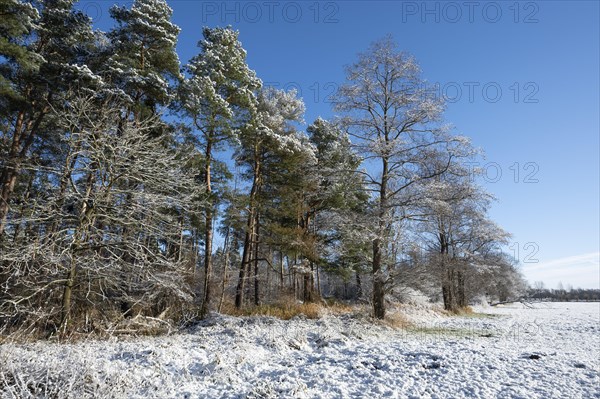 Snow