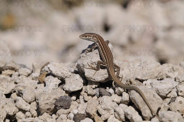 Common wall lizard