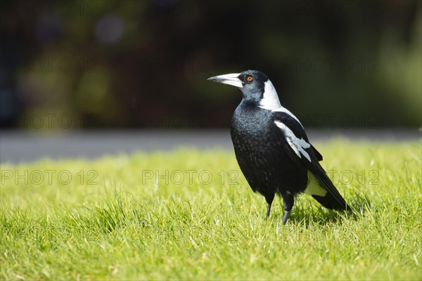 Australian magpie