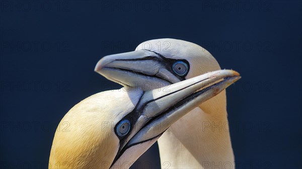 Northern gannet