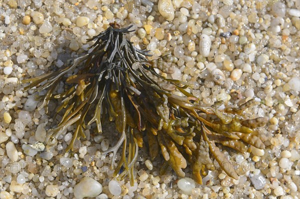 Spiral wrack