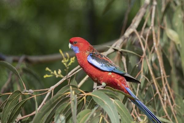 Blue-cheeked rosella