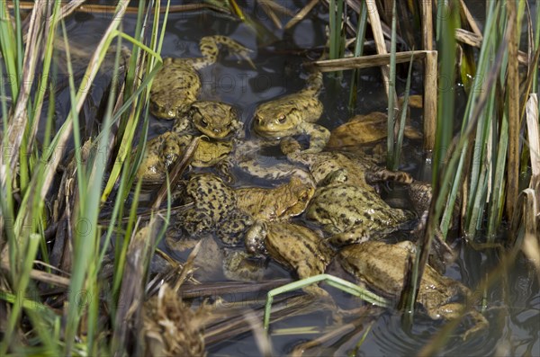 Common toad