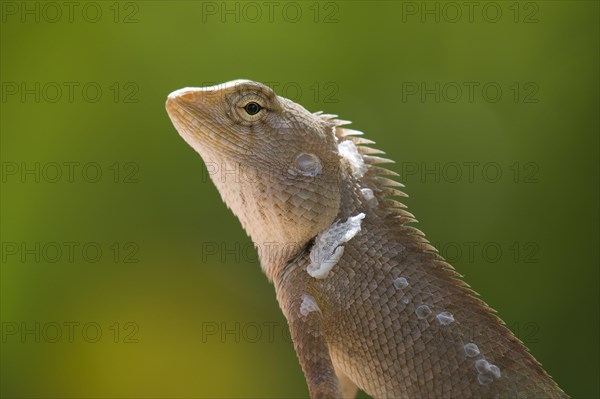 Oriental garden lizard