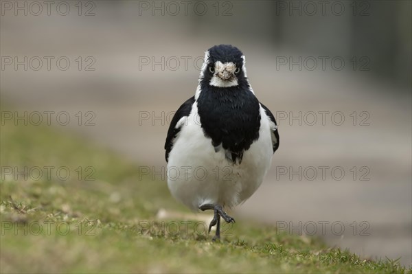 Magpie-lark