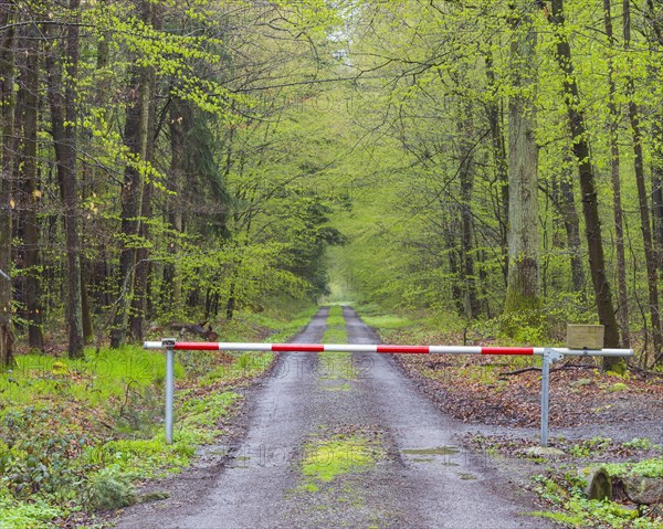 Forest after rain in spring with barrier