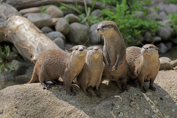 Oriental small-clawed otter