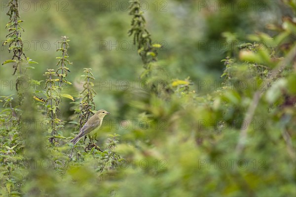 Willow warbler