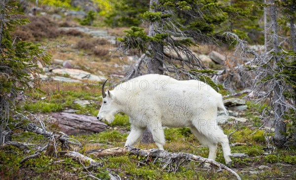 Mountain goat