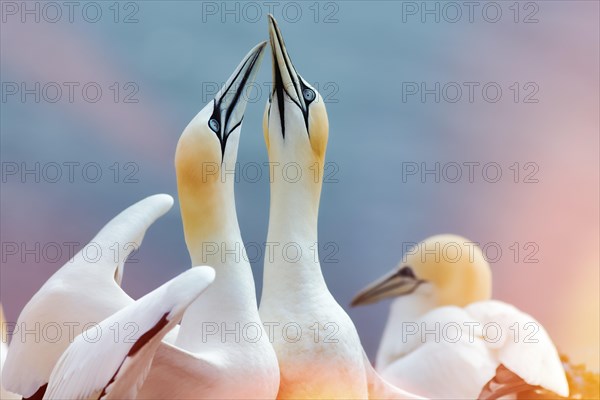 Northern gannet