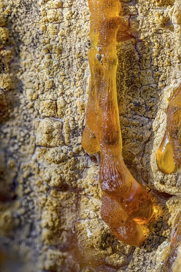 Tree resin of a european black pine