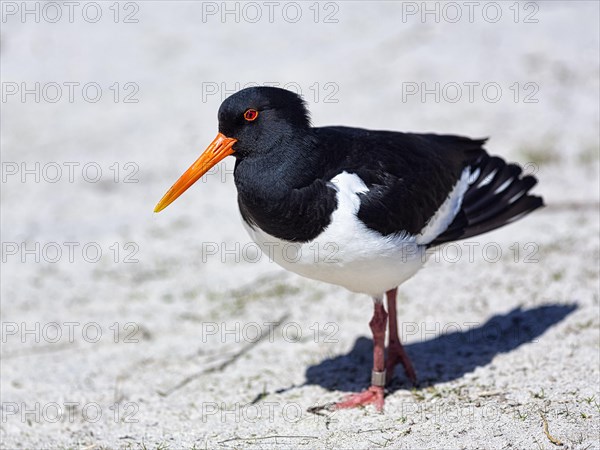 Eurasian oystercatcher