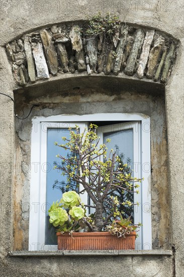 Window with flowerpot