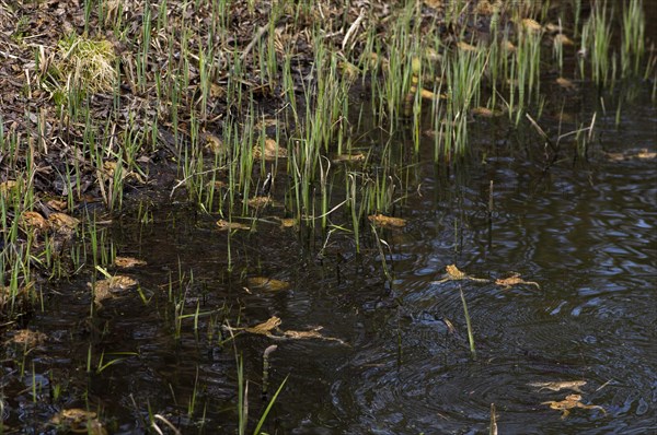 Common toad