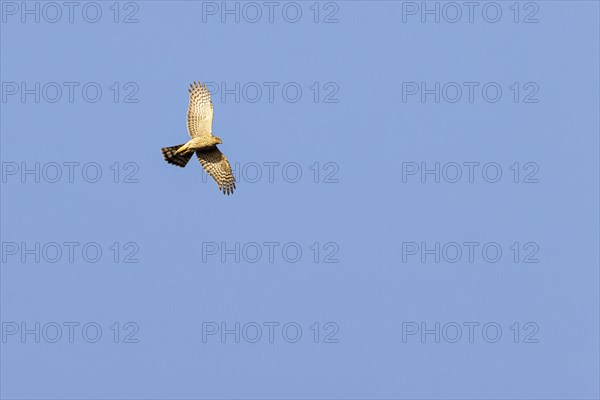 Eurasian sparrowhawk