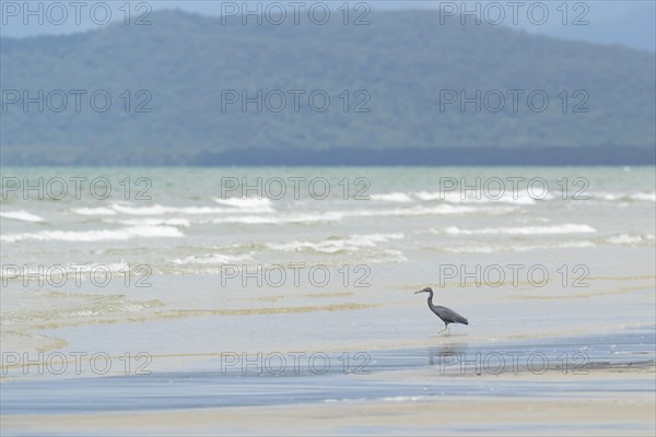 White-faced heron