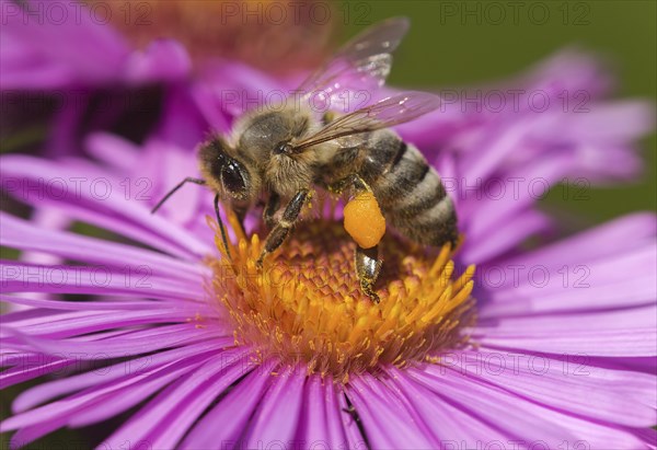 Pollen collecting honey bee