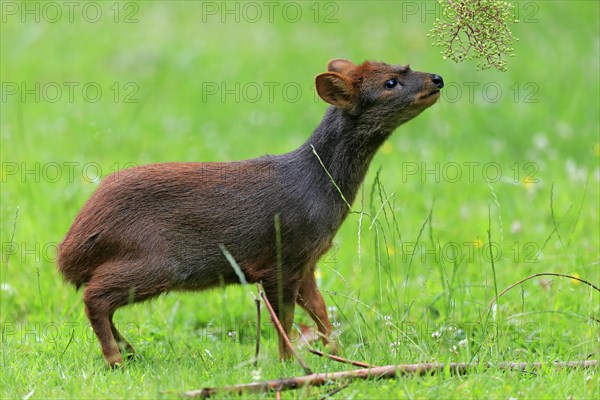 Southern pudu