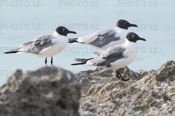 Laughing gulls
