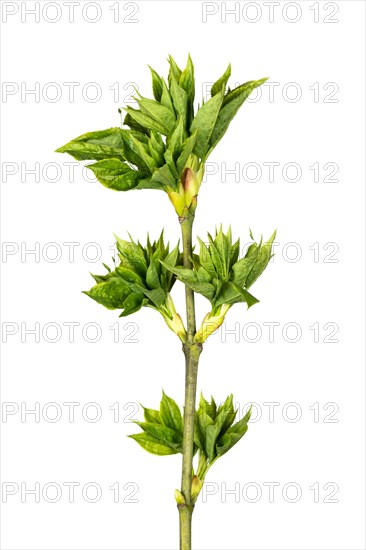 European bladdernut