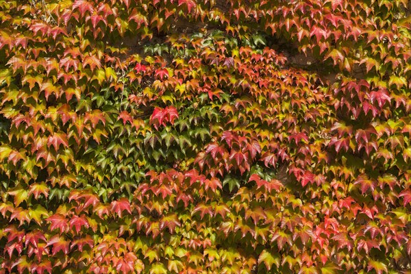 Japanese Creeper