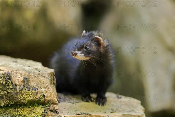 Ferret