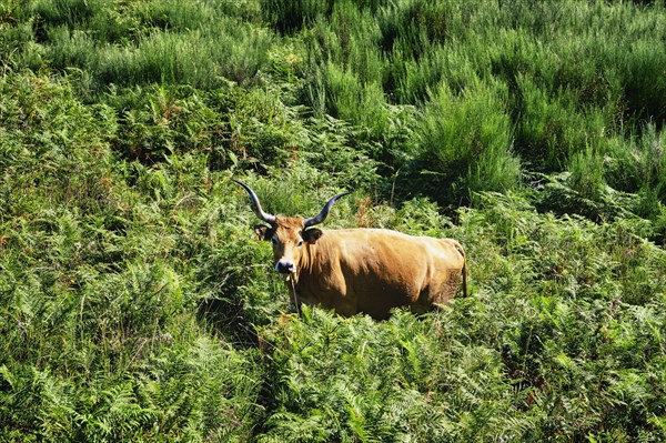 Cachena Cows in vegetation