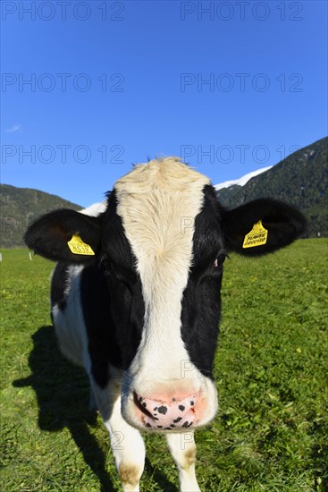 Female domestic cattles