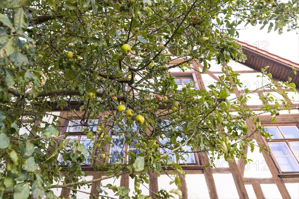 Apples hanging from the apple tree in front of the Luther House