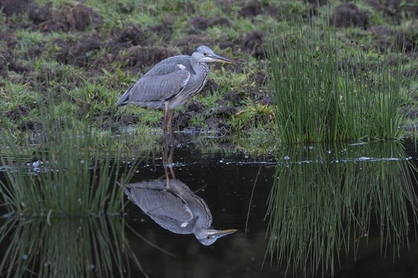 Grey heron
