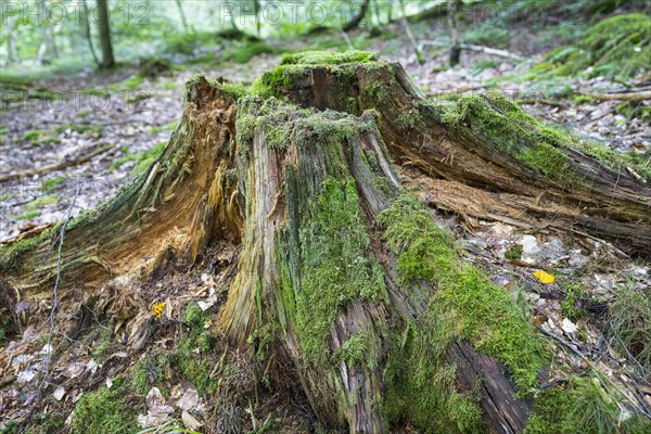 Rotten tree stump with moss in the total reserve