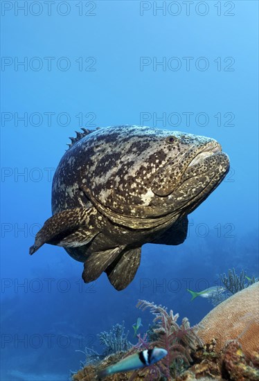 Atlantic goliath grouper