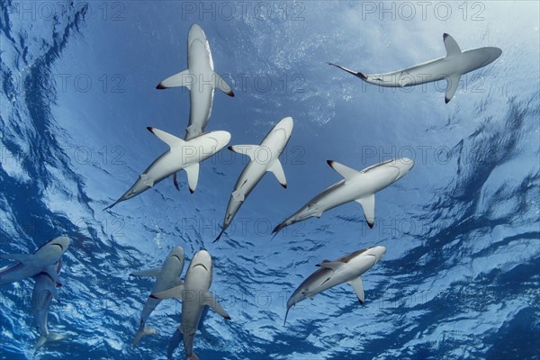 Shoal