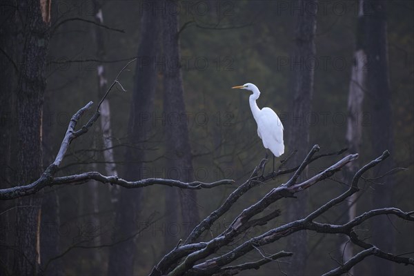 Great egret