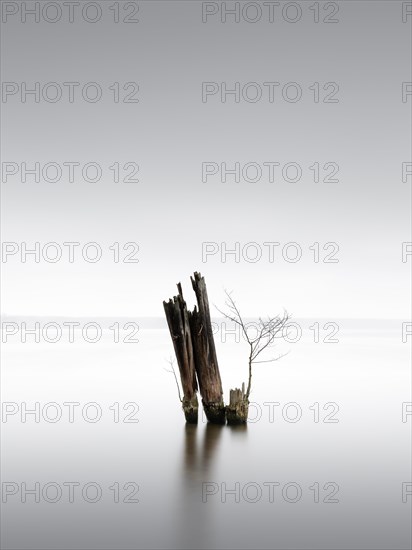 Old groynes for bank protection