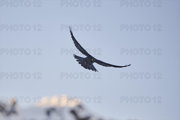 Yellow-billed chough