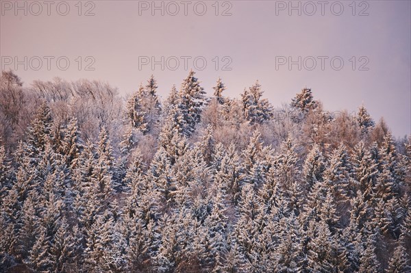 Norway spruce