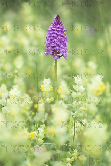 Pyramidal orchid