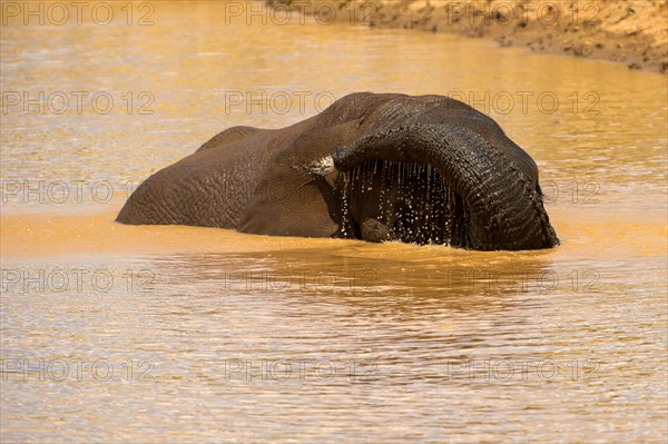 African elephant