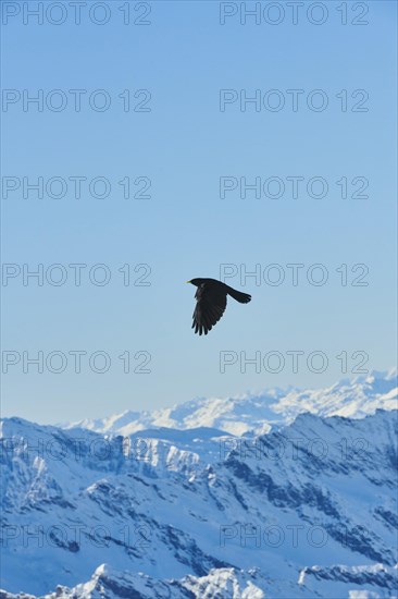 Yellow-billed chough