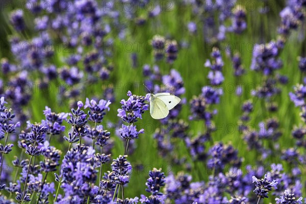 Lavender flower