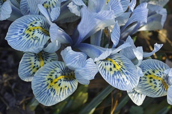 Katharine Hodgkin Dwarf Iris