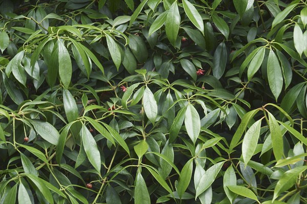 Chinese anise tree