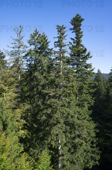 View from the treetop path of european spruce