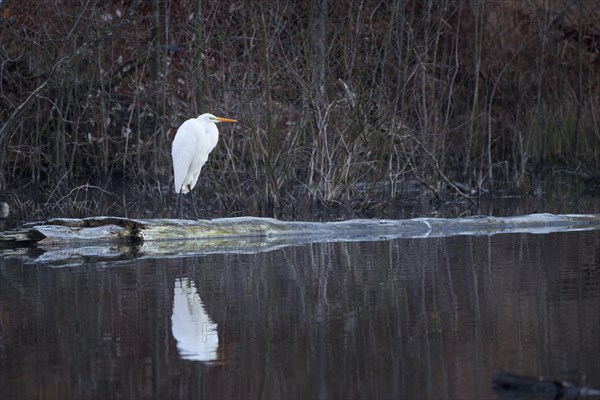 Great egret