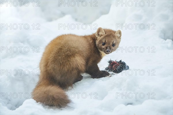 European pine marten