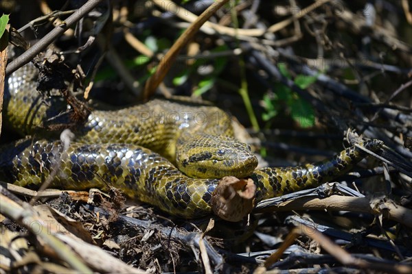 Yellow anaconda