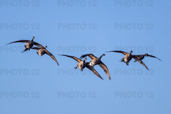 Canada geese in relay flight