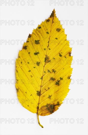 Autumnal discoloured elm leaf